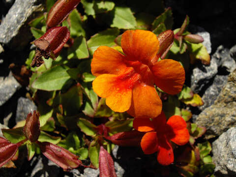 Image of Erythranthe cuprea (Dombrain) G. L. Nesom