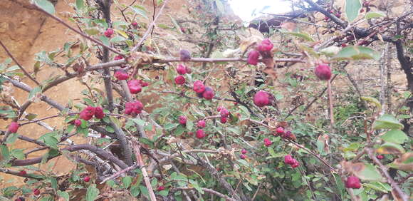 Image of Cotoneaster mongolicus Pojark.