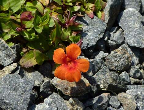 Image of Erythranthe cuprea (Dombrain) G. L. Nesom