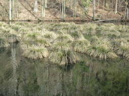 Image of Tufted Sedge