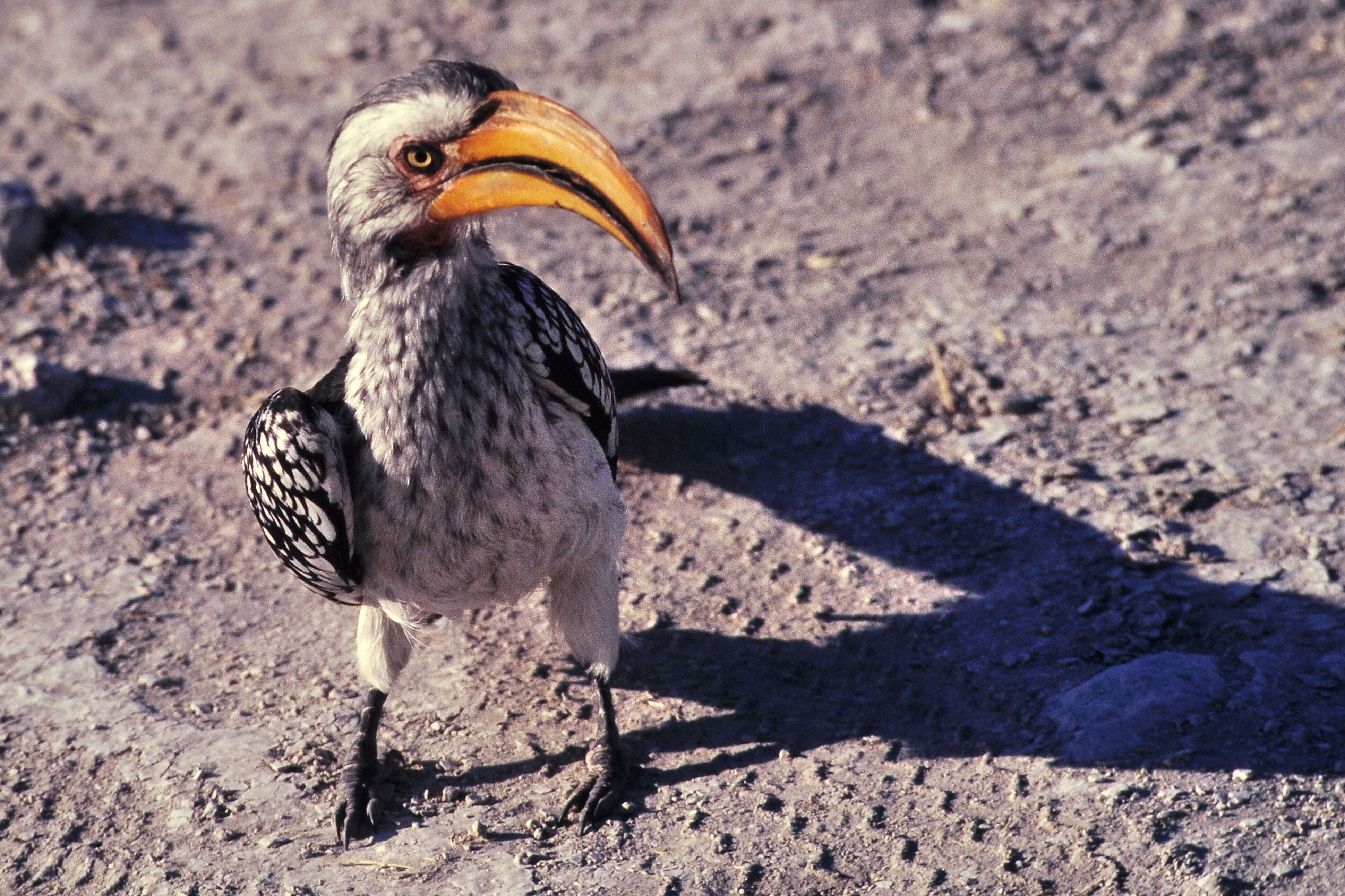 Image of Southern Yellow-billed Hornbill