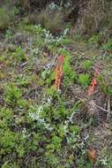 Слика од Watsonia aletroides (Burm. fil.) Ker Gawl.