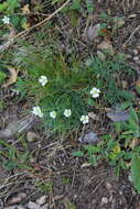 Cherleria circassica (Albov) A. J. Moore & Dillenb.的圖片