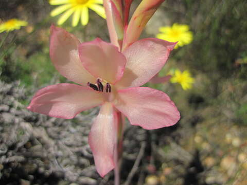 Imagem de Watsonia spectabilis Schinz