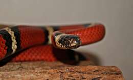 Image of Lampropeltis triangulum nelsoni