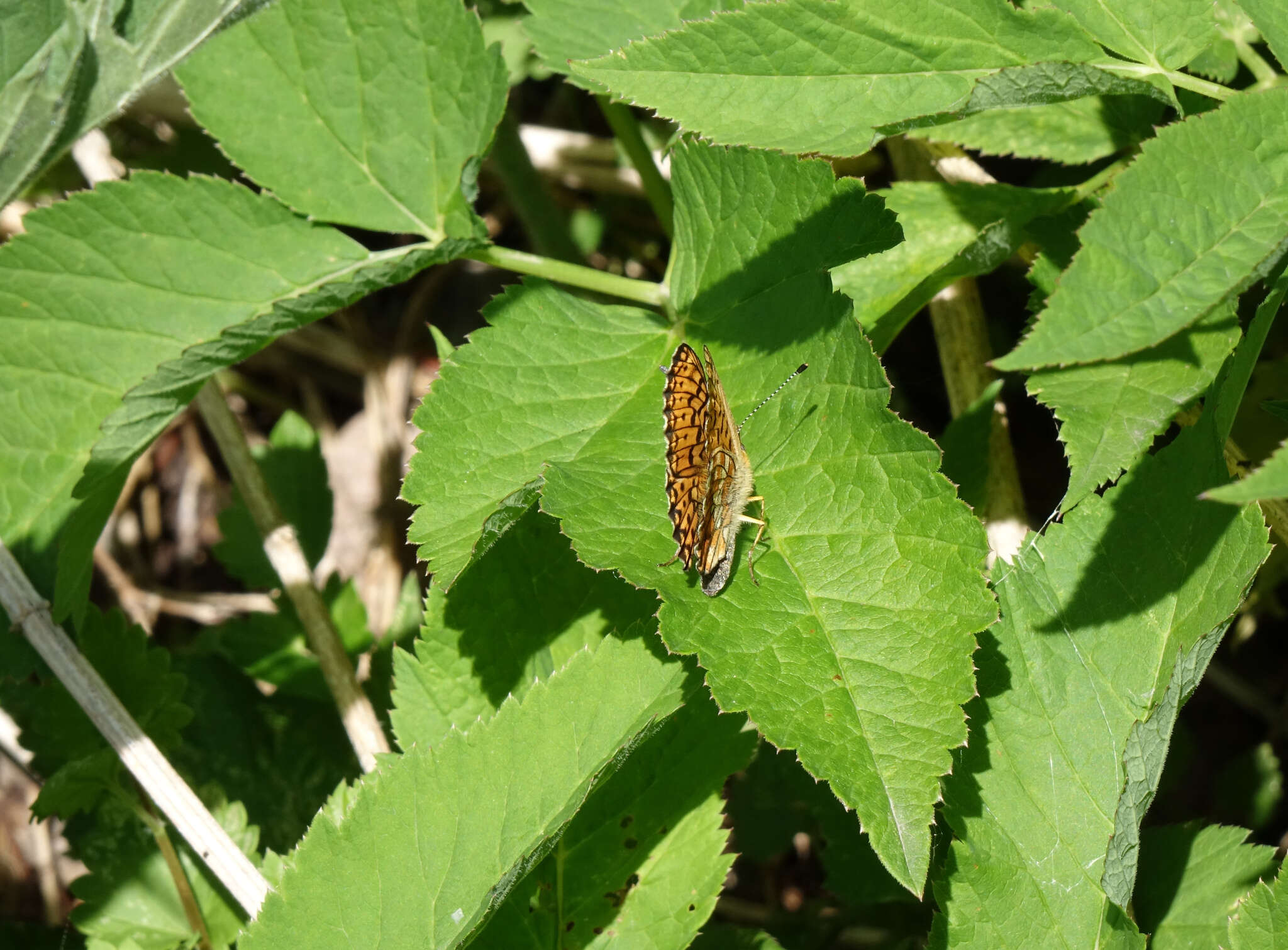 Image of <i>Boloria oscarus</i>