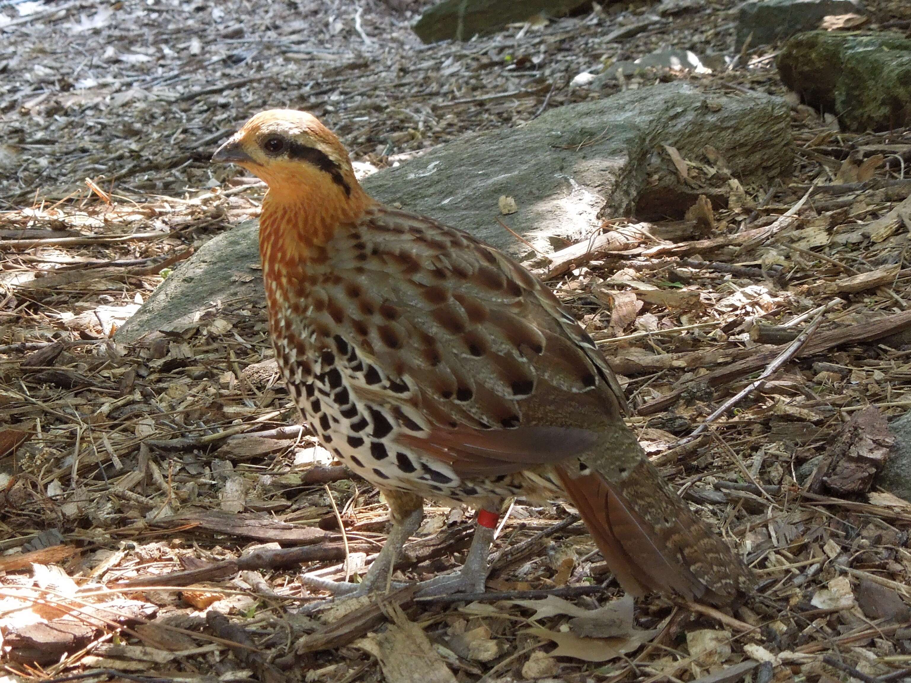 Imagem de Bambusicola fytchii Anderson 1871