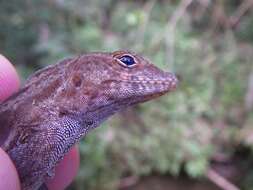 Imagem de Anolis gundlachi Peters 1877