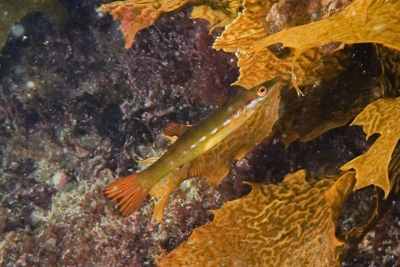 Image of Butterfish