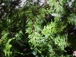 Image of Cordilleran Cypress