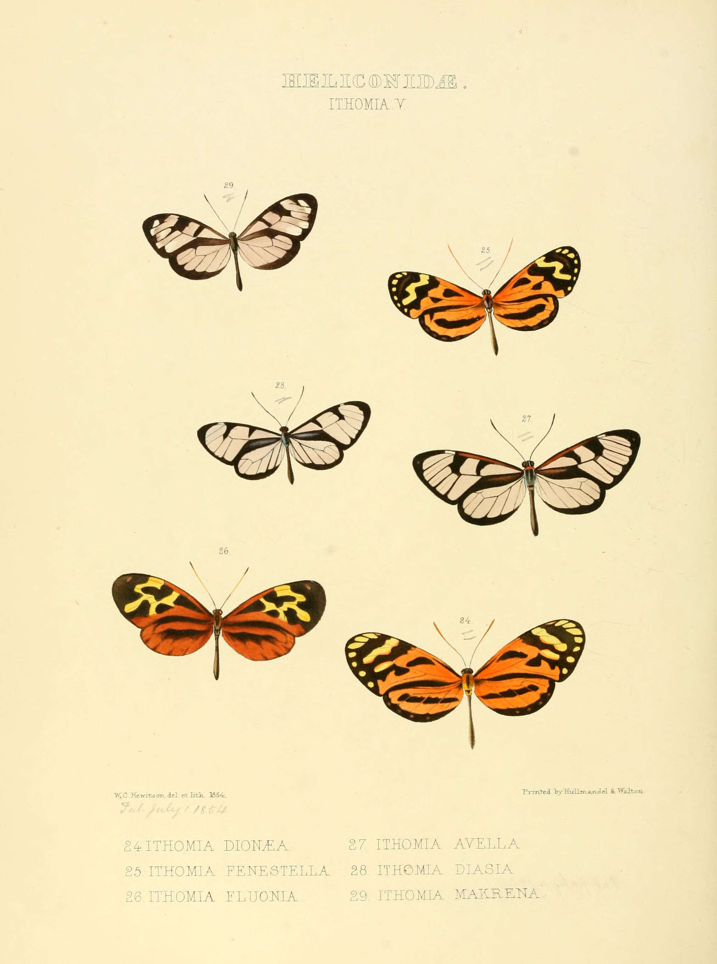 Image of Ithomia avella Hewitson 1854