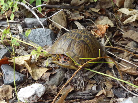 Image of Three-toed box turtle