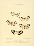 Image of Ithomia avella Hewitson 1854