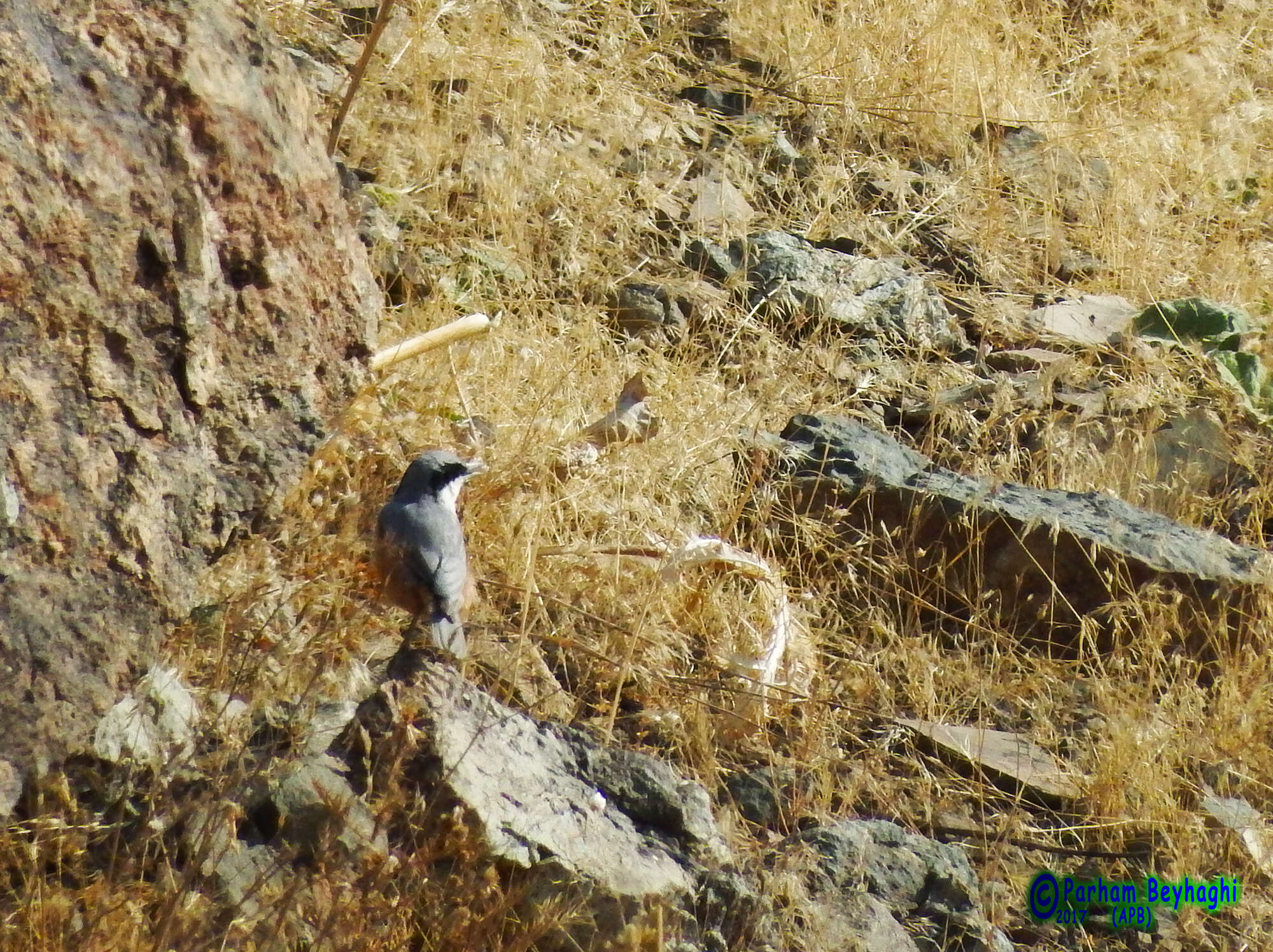 Image de Sittelle des rochers