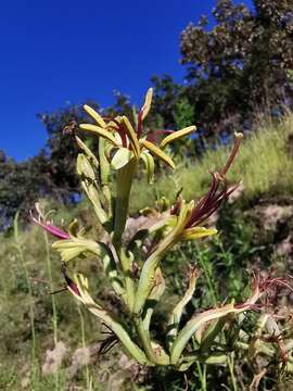 Image of Agave scabra Ortega