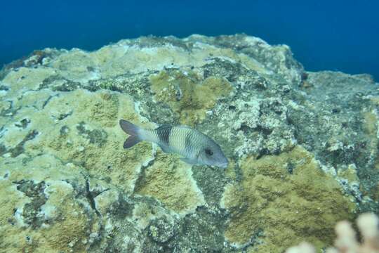 Image of Doublebar goatfish