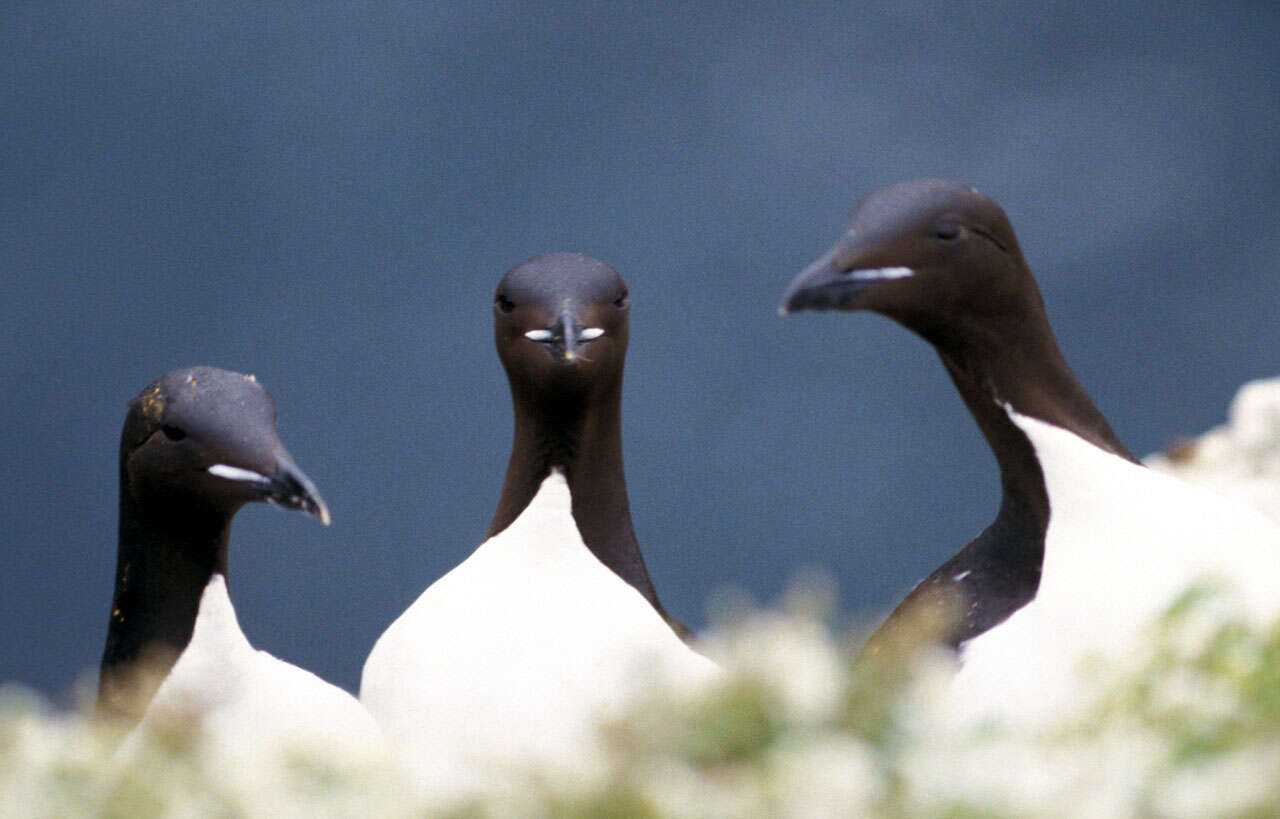 Image of Brünnich's Guillemot