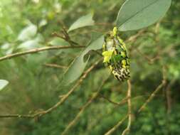 Image of Brahmaea wallichii insulata Inoue 1984