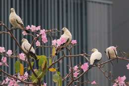 Image of Pied Imperial Pigeon