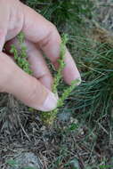 Image of spring speedwell