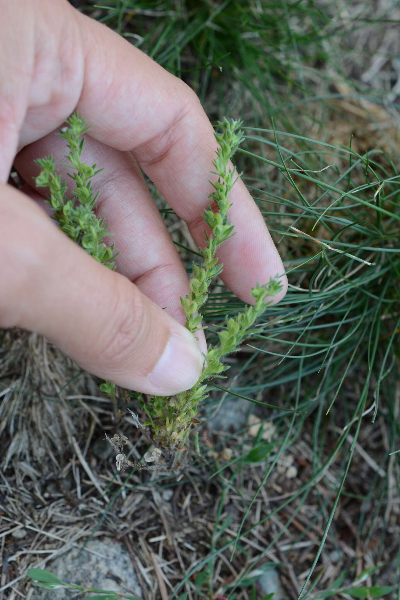 Image of spring speedwell