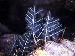 Image of Brown stinging hydroid