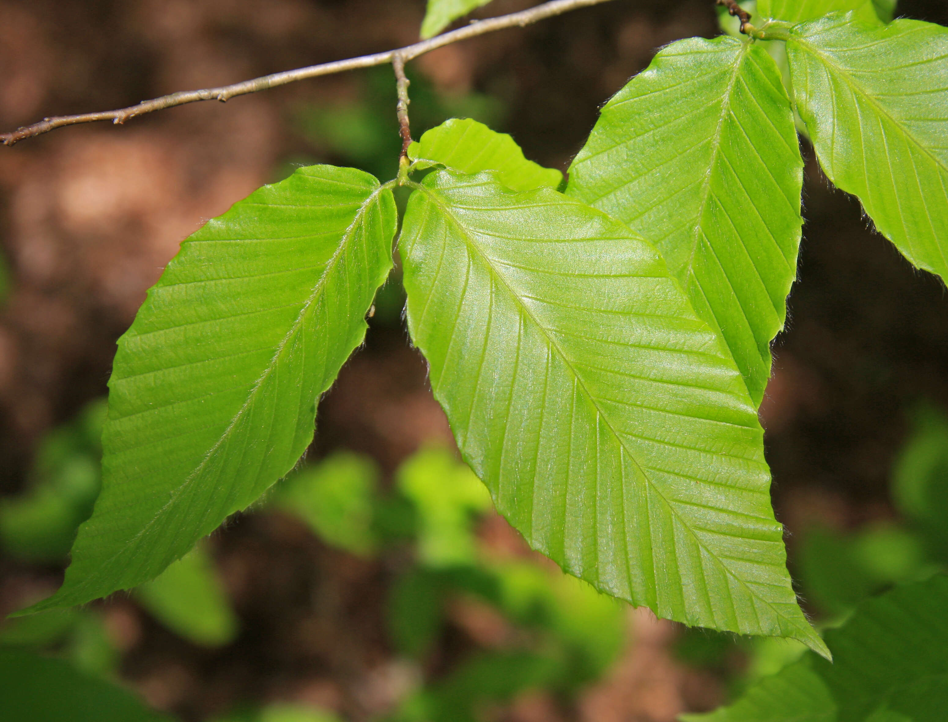 Image de Hêtre à grandes feuilles