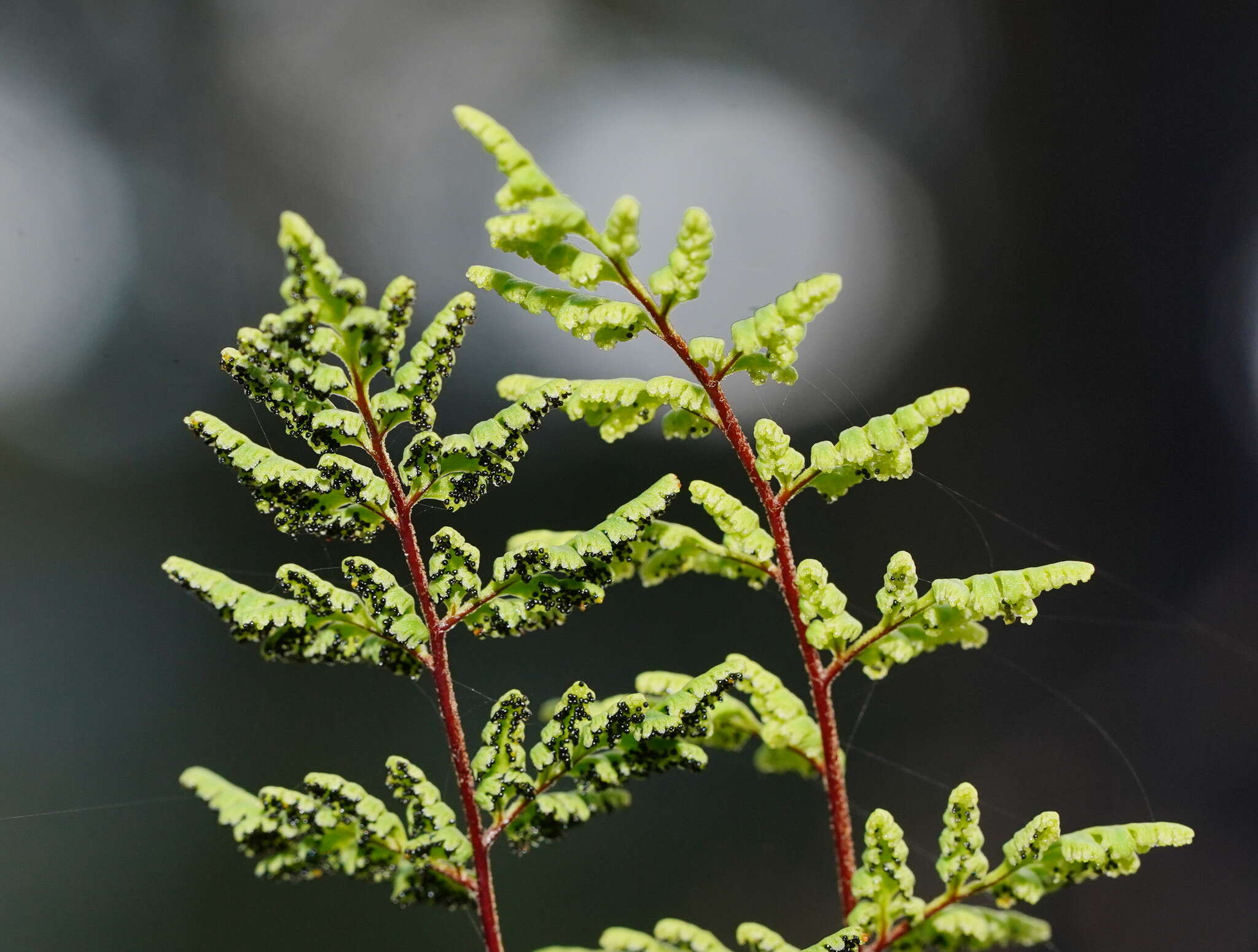 Image of Cheilanthes sieberi subsp. sieberi