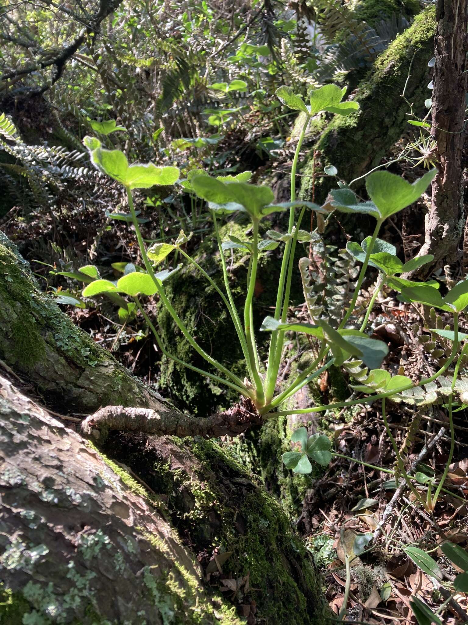 Sivun Oxalis monticola Arechav. kuva