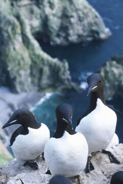 Image of Brünnich's Guillemot