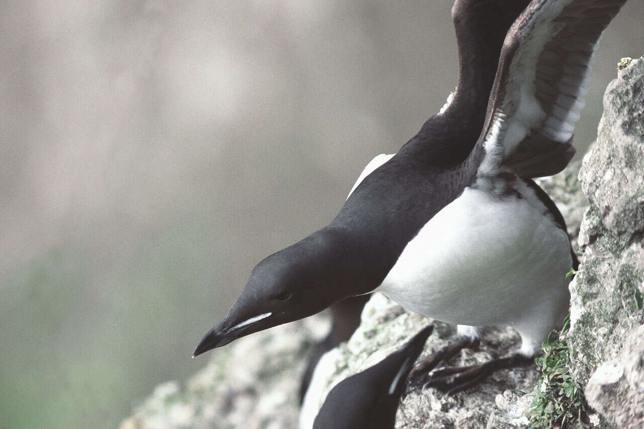 Image of Brünnich's Guillemot