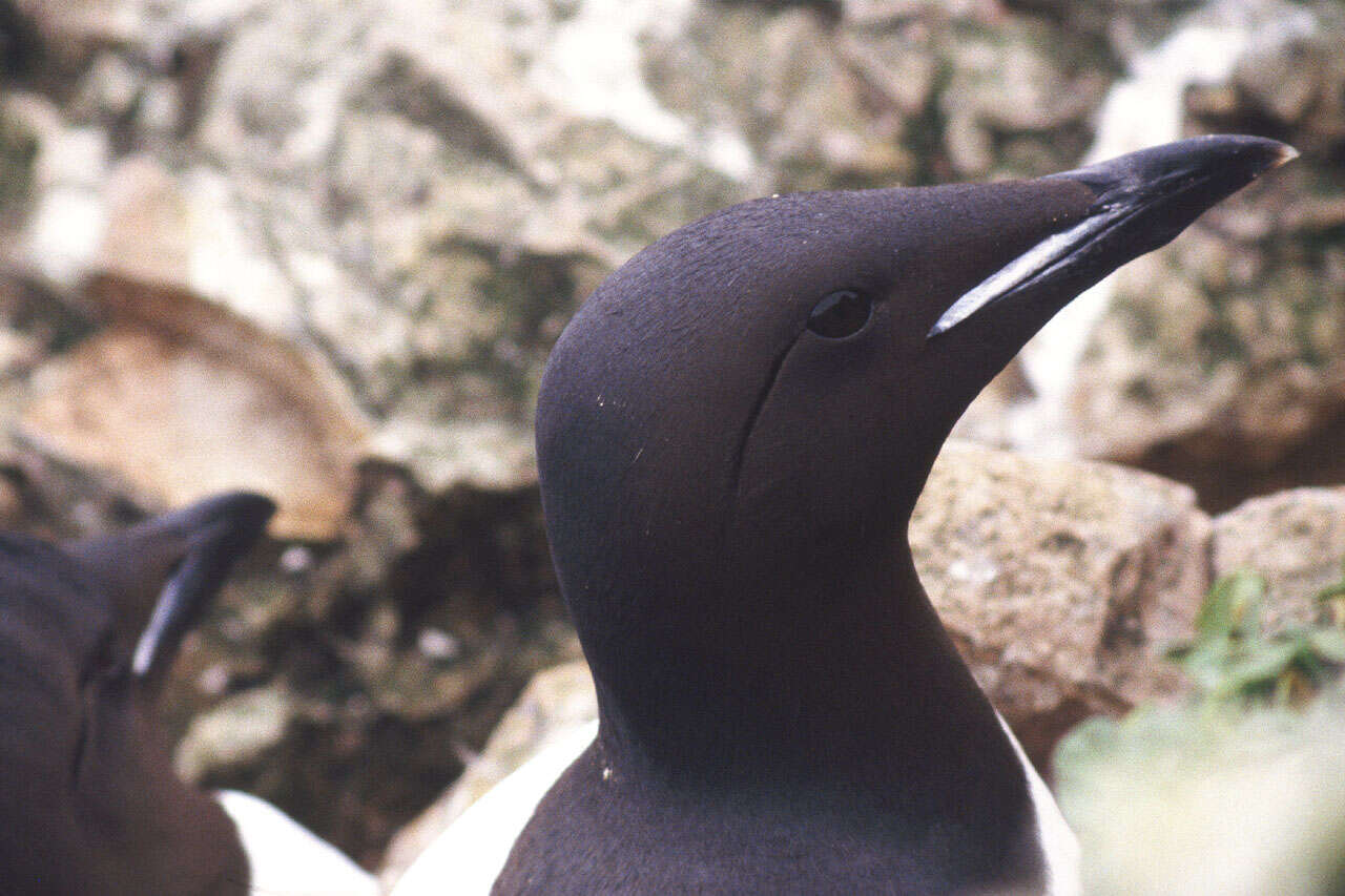 Image of Brünnich's Guillemot