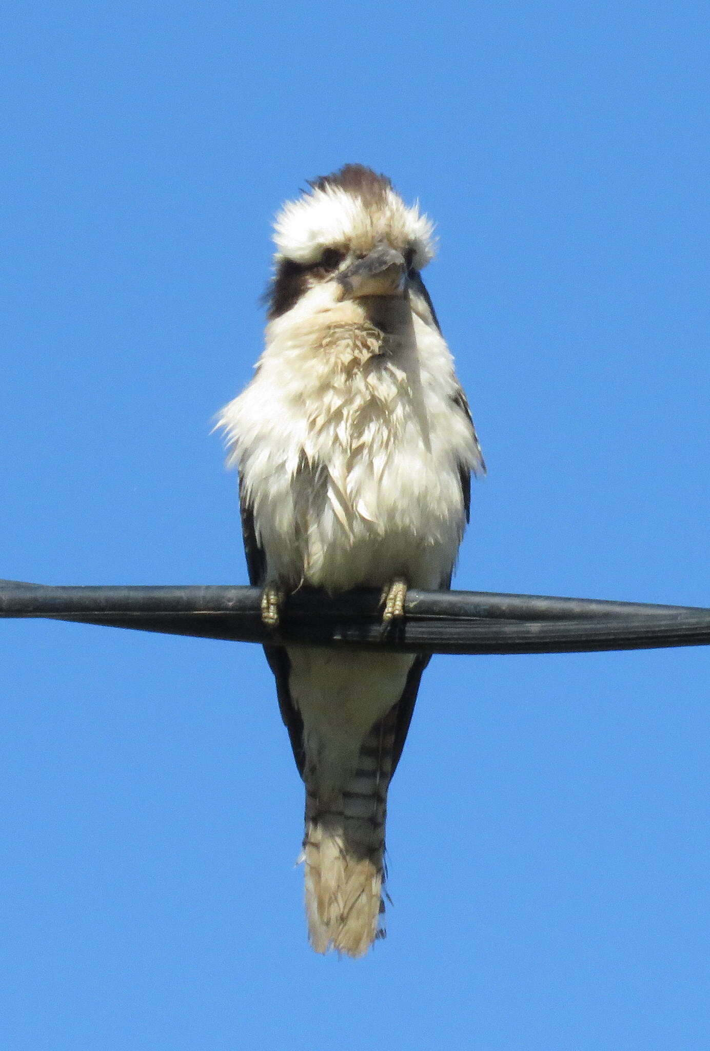 Image of Kookaburra