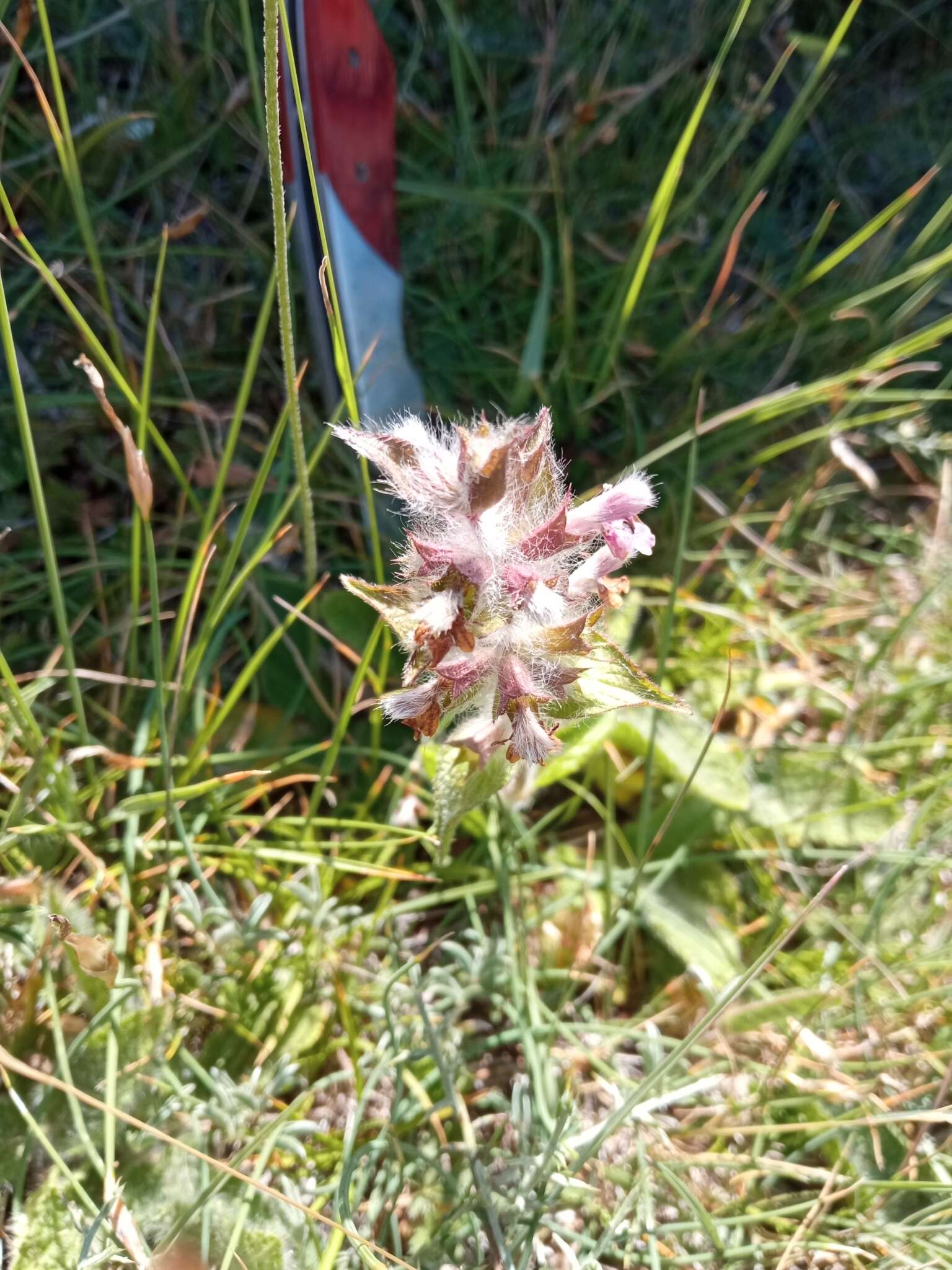 Image of Stachys heraclea All.