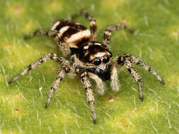 Image of Zebra spider