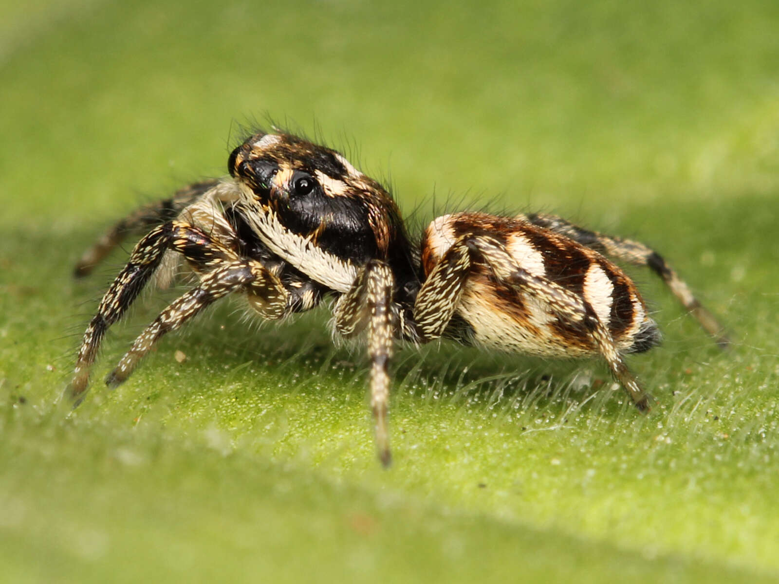 Image of Zebra spider