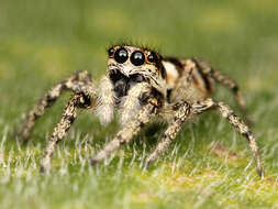 Image of Zebra spider