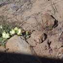 Image of Desert primrose