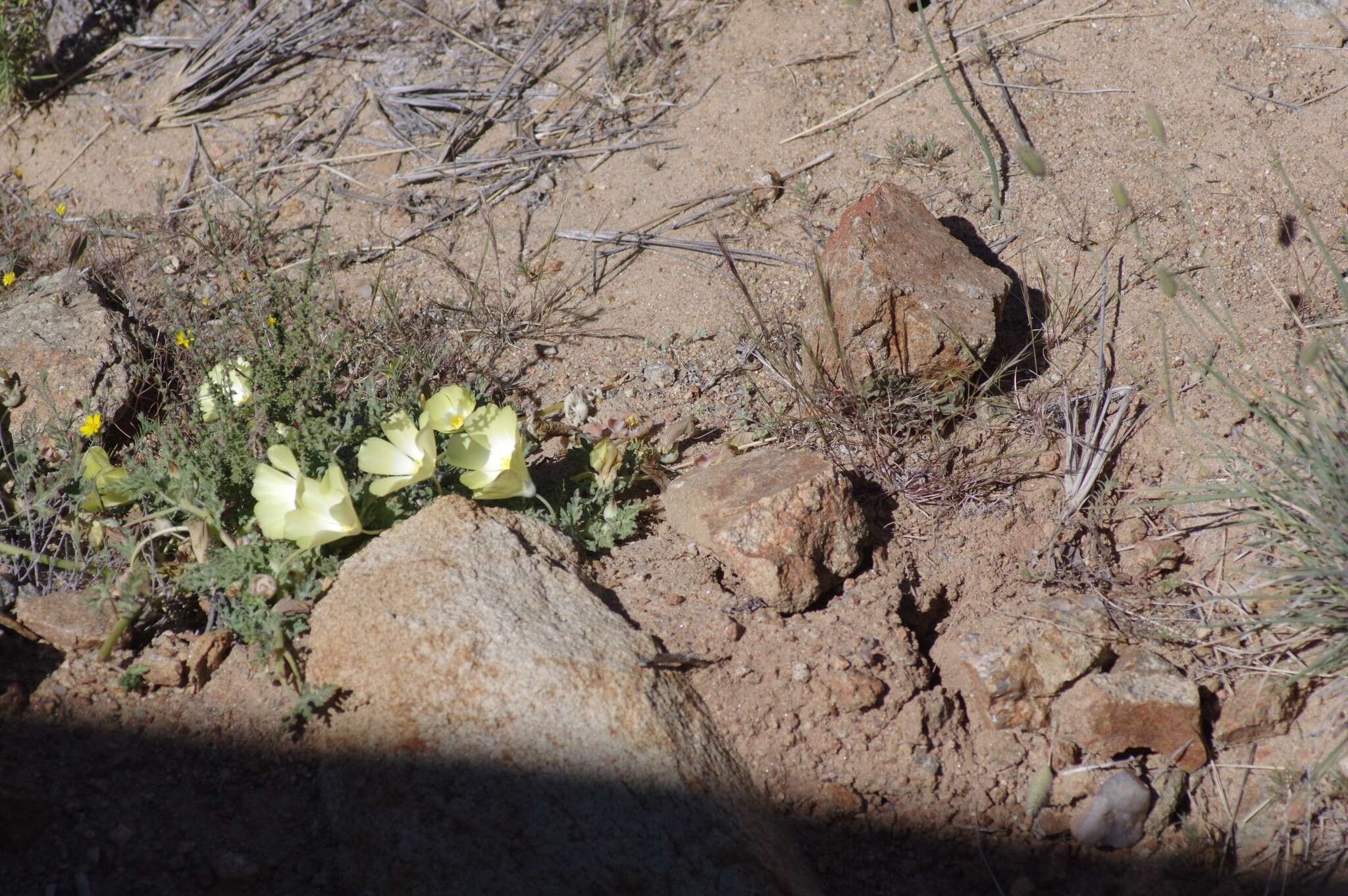 Image of Desert primrose