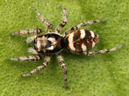 Image of Zebra spider