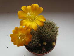 Image of Rebutia minuscula K. Schum.