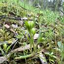 Image de Brachyscome perpusilla (Steetz) J. Black