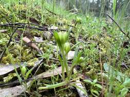 Image of Brachyscome perpusilla (Steetz) J. Black