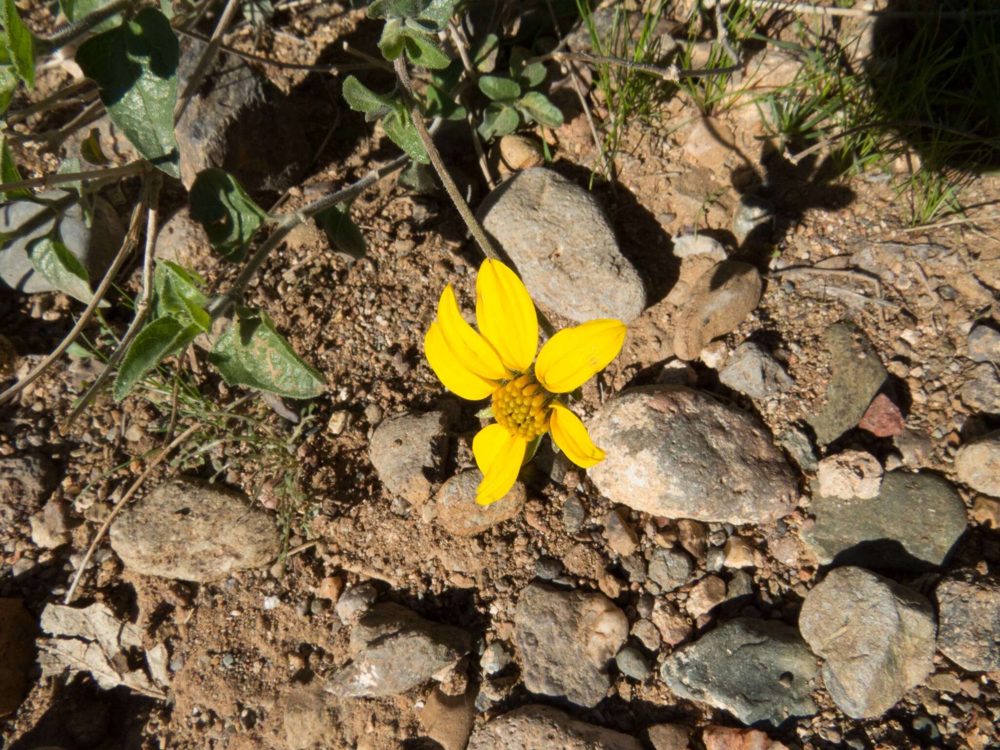 صورة Bahiopsis parishii (Greene) E. E. Schilling & Panero