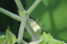 Plancia ëd Physalis nicandroides Schltdl.