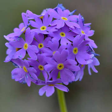 Image of Primula algida Adams