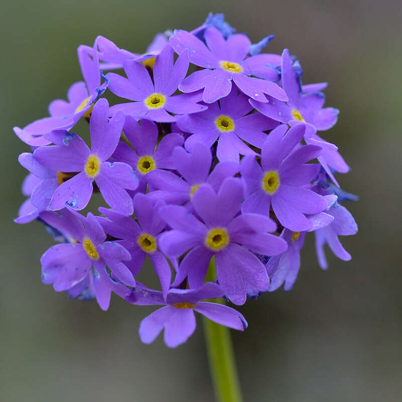 Image of Primula algida Adams