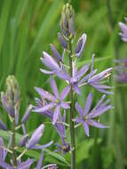 Image of Cusick's camas