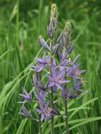 Image of Cusick's camas