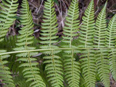 Image of Athyrium oppositipennum Hayata